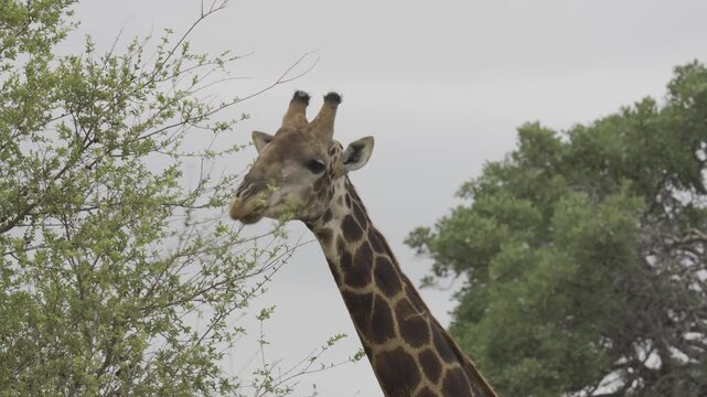 Wildlife, Giraffe In Kruger National Park, South Africa
