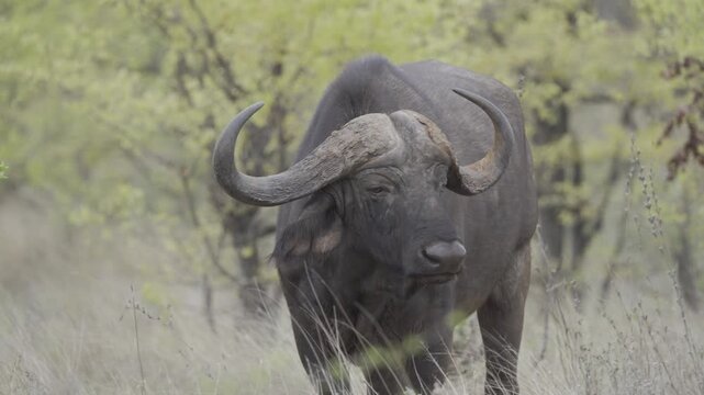 Wildlife, Water Buffalo In Kruger National Park, South Africa