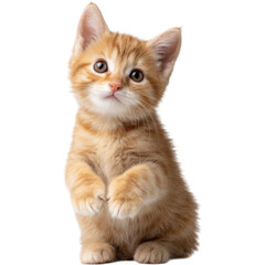 Obraz premium Ginger Kitten Stand On Hind Legs Against Dark Background, Cute Tabby