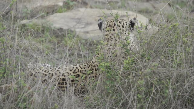 Wildlife, Leopard In Kruger National Park, South Africa