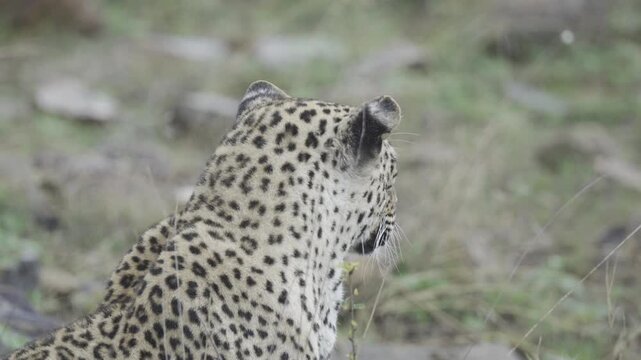 Wildlife, Leopard In Kruger National Park, South Africa