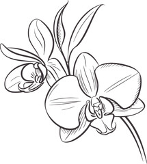 Minimalist line of two orchid flowers and leaves botanical © Salam