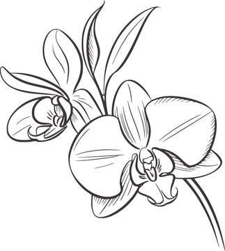 Minimalist line of two orchid flowers and leaves botanical