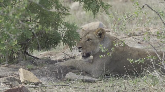 Wildlife, Lion In Kruger National Park, South Africa