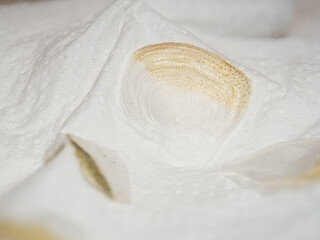 Drying carp fish scales. © lapis2380