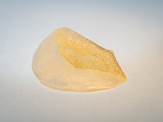 Drying carp fish scales.