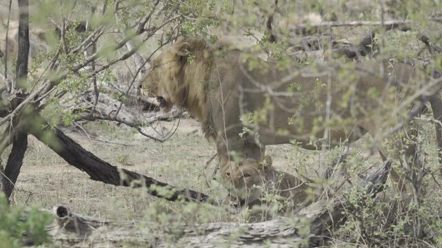 Wildlife, Lion In Kruger National Park, South Africa