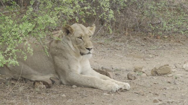 Wildlife, Lion In Kruger National Park, South Africa