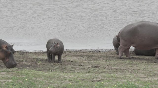 Wildlife, Hippo In Kruger National Park, South Africa