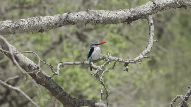 Wildlife, Birds In Kruger National Park, South Africa