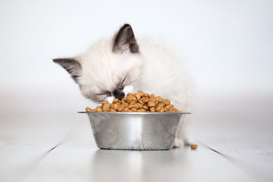 Cute gray Kitten Eats Cat Food with pleasure at home