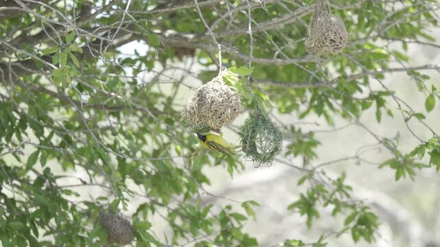 Wildlife, Birds In Kruger National Park, South Africa