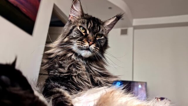Majestic long haired tabby cat with piercing eyes, fluffy fur, and a royal, confident indoor pose