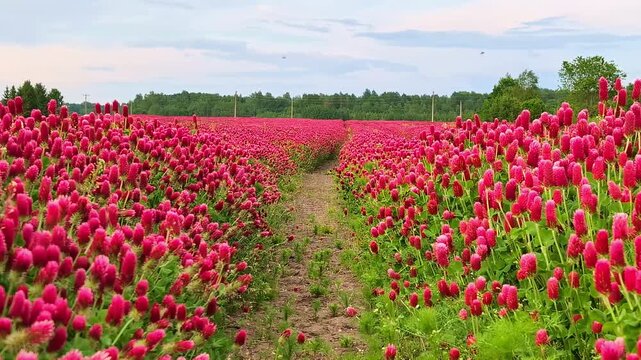 Crimson clover Trifolium incarnatum plant vibrant dense conical red flower heads