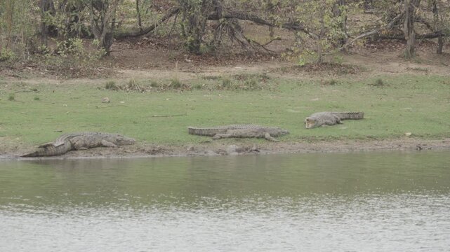 Wildlife, Prey In Kruger National Park, South Africa