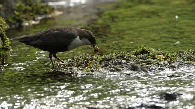 White throated dipper gathers insects in shallow river water. Detailed slow motion wildlife behavior