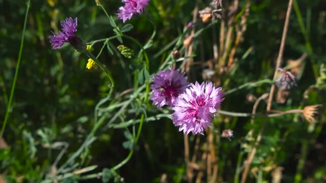 Close up view of purple cornflowers gently moving in a warm summer breeze with shallow depth of field and soft natural background blur.