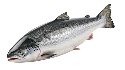 Obraz premium Fresh Atlantic Salmon Fish Isolated on Transparent Background Cutout PNG, High Detail 3D Render