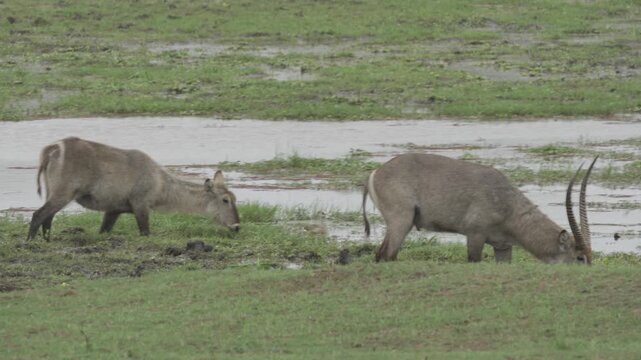 Wildlife, Prey In Kruger National Park, South Africa