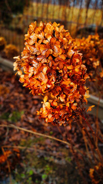 dreid flowers