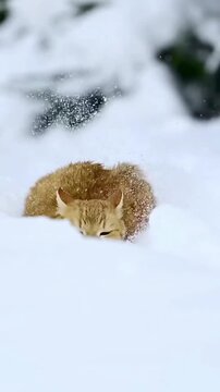 Red Cat Walking on Ice with a Bag