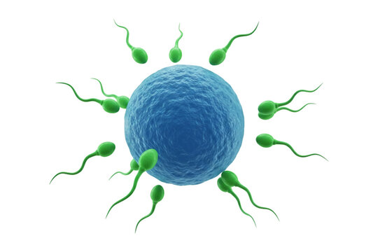 Sperm Cells Fertilizing Egg Cell 3D Illustration Human Reproduction Biology Concept Isolated on Transparent Background.