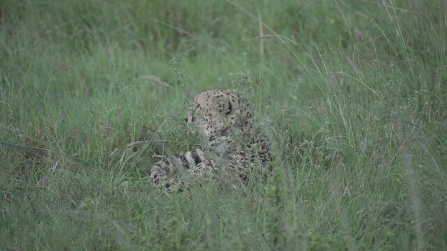 Wildlife, Cheetah In Umfolozi National Park, South Africa