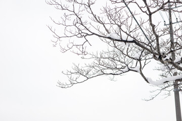 Fototapeta premium Frozen tree branches during snowfall season with quiet peaceful mood