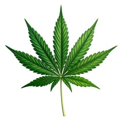 Isolated close-up image of a vibrant green cannabis leaf with detailed veins on white background