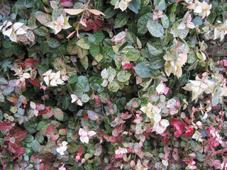 red, white, and green japanese star jasmine photographed in japan in january
