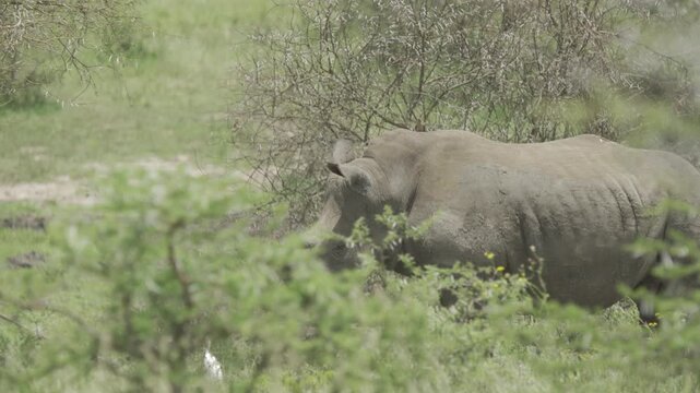 Wildlife, Rhinos In Umfolozi National Park, South Africa
