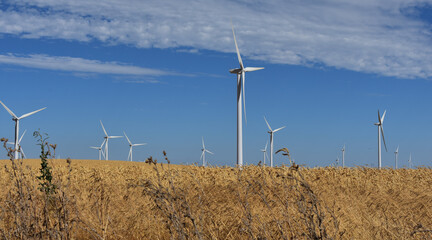 Amber Waves of Grain with Wind Turbines 1 © Adam