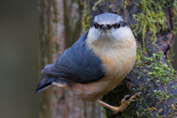 Obraz premium Close up of a nuthatch, Sitta europaea, on a tree trunk looking directly at the camera. There is space for copy text around in the natural background