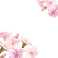Watercolor cherry blossom corner frame, soft pink sakura flowers placed in opposite corners on white background. Elegant botanical composition, wide copy space for cards, invitation, spring stationery © Ekaterina