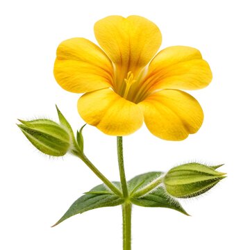 Yellow Monkeyflower on White Solid Background, Cheerful Golden Blossom with Soft Green Stem, Bright Wildflower Radiating Joyful Energy, Natural Freshness and Playful Meadow Beauty