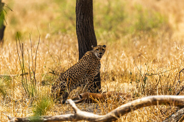 Obraz premium Tarangire National Park, Tanzania - September 30th 2025: Majestic Cheetah with Prey in the Savannah