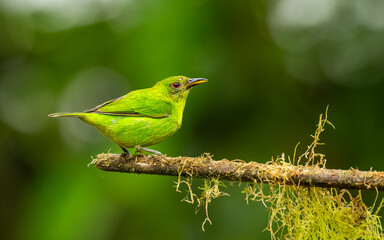Obraz premium weiblicher Kappennaschvogel ( Chlorophanes spiza), Green Honeycreeper