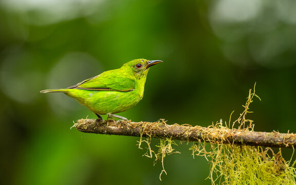 weiblicher Kappennaschvogel (
Chlorophanes spiza), Green Honeycreeper