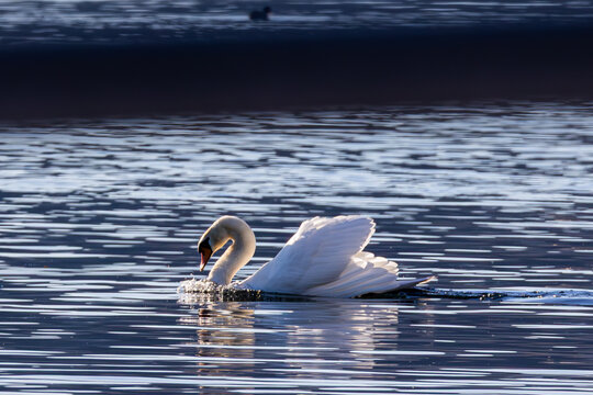 Cigno sul lago