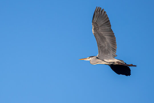 Airone in volo
