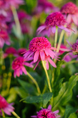 Fototapeta premium Full Bloom Of Echinacea Razzmatazz In Summer Garden
