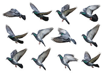 Obraz premium Flying pigeon set realistic birds on transparent background 
