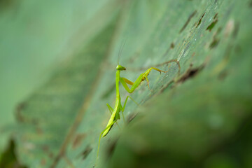 Green Mantis in Natural Life