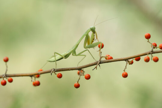 Green Mantis in Natural Life