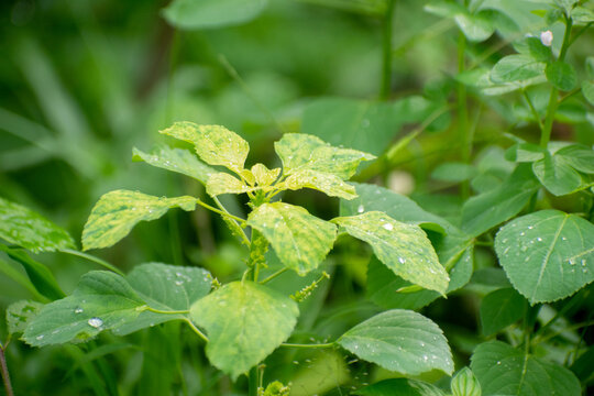 Acalypha indica Indian acalypha medicinal plant growing naturally outdoors