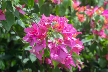 Naklejka premium Bougainvillea glabra vibrant bougainvillea flower blooming outdoors