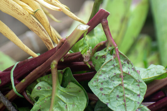 Basella alba Indian spinach plant with lush edible leaves