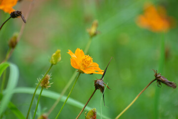 Cosmos sulphureus orange cosmos flower rising above green foliage