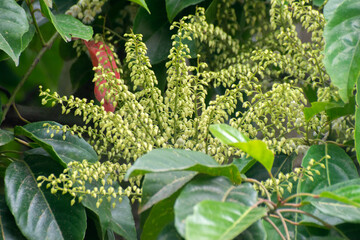 Elaeocarpus serratus Ceylon olive tree growing naturally