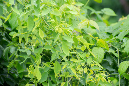 Dalbergia sissoo sissoo tree leaves with natural green texture